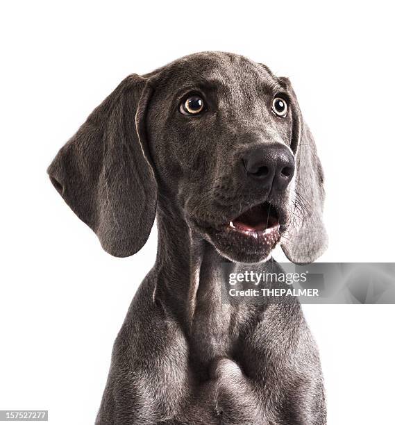 weimaraner in awe - jachthond-rashond stockfoto's en -beelden