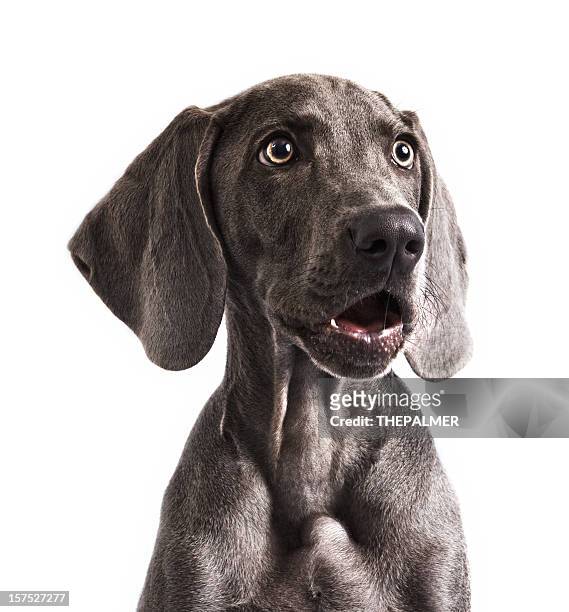 weimaraner in awe - disbelief stock pictures, royalty-free photos & images