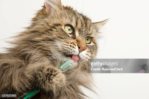 maine coon cat dental hygiene, brushing teeth. - animal teeth stock pictures, royalty-free photos & images