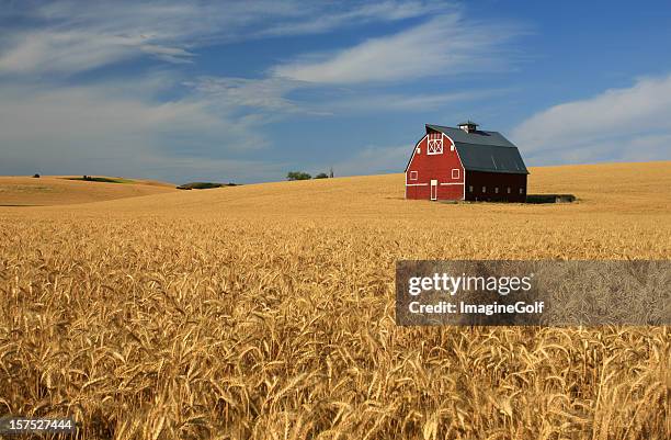 new red barn on the palouse - barn stock pictures, royalty-free photos & images
