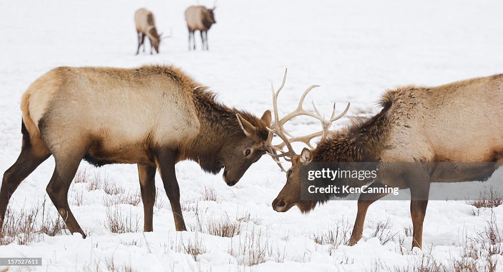 Elk Sparring