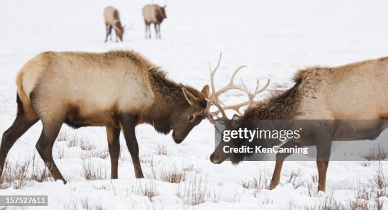 Elk Sparring Elk Sparring