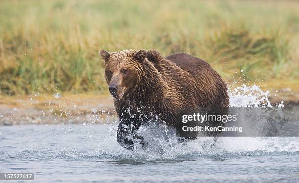 736点のアラスカヒグマのストックフォト Getty Images 736点のアラスカヒグマのストックフォト Getty Images