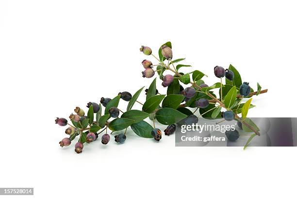 myrtle with fruits - true myrtle stock pictures, royalty-free photos & images