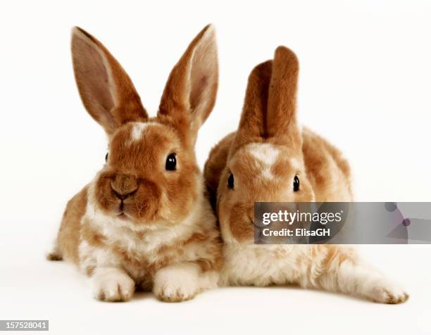 rabbits - twee dieren stockfoto's en -beelden