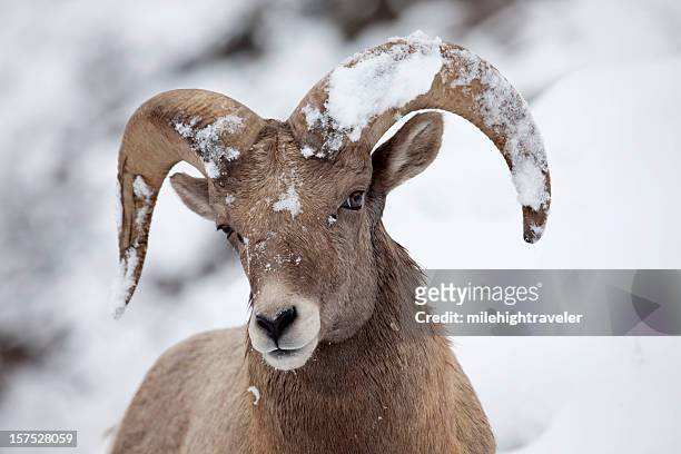 bighorn ram with snow covered horns, colorado - ram animal 個照片及圖片檔