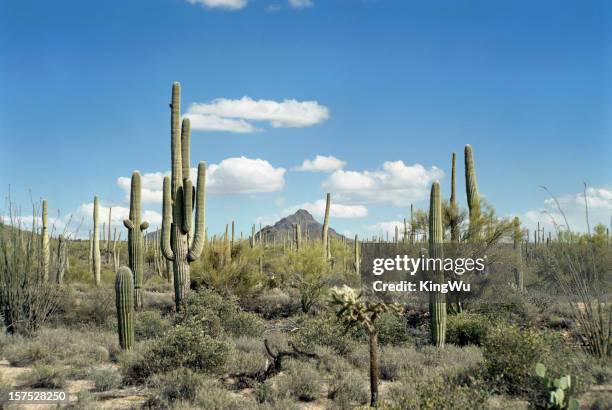paesaggio del deserto - deserto del sonoran foto e immagini stock