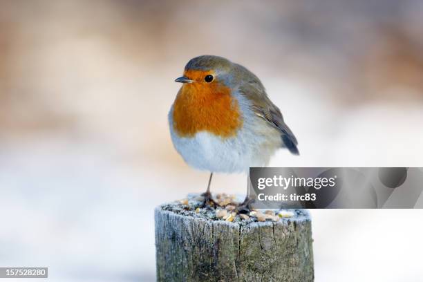 robin na neve post - robin - fotografias e filmes do acervo