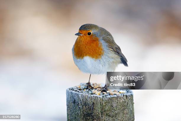 robin on snowy post - robin 個照片及圖片檔