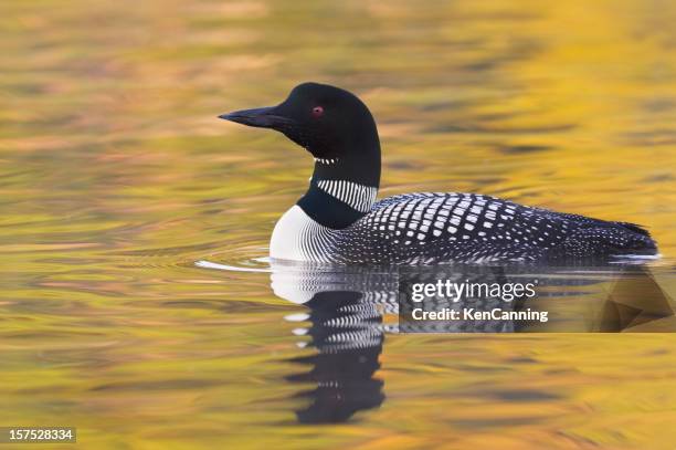 common loon - duiker freshwater bird stockfoto's en -beelden