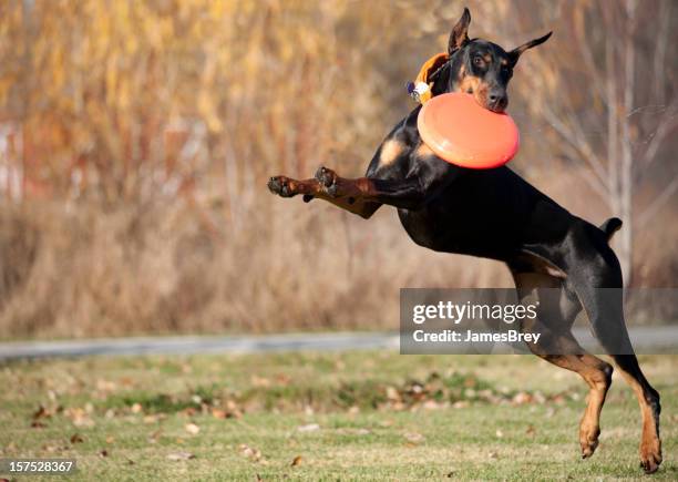 fast doberman pinscher dog running, jumping and catching frisbee disk - doberman pinscher stock pictures, royalty-free photos & images