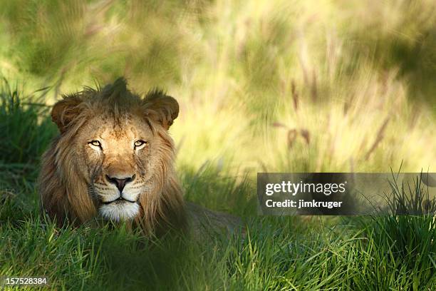 staring lion in field of grass with copyspace. - lion attack 個照片及圖片檔