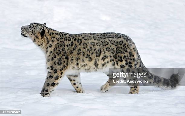 snow leopard (panthera uncia) - snow leopard stock pictures, royalty-free photos & images