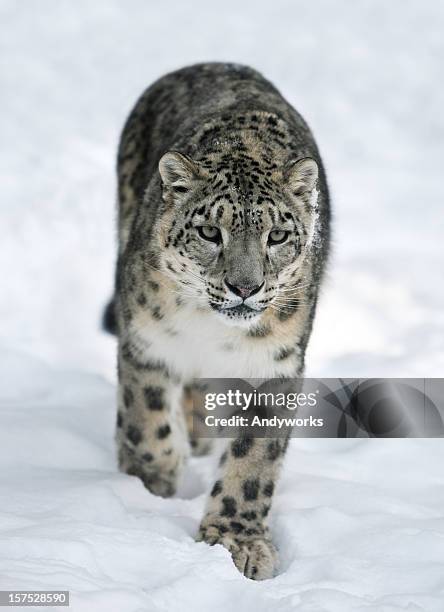 snow leopard (panthera uncia) - snow leopard fotografías e imágenes de stock