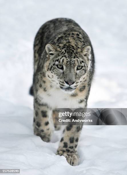 snow leopard (panthera uncia) - amur leopard stock pictures, royalty-free photos & images