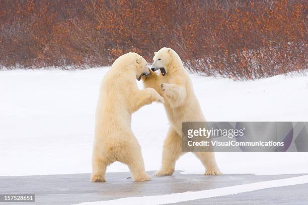 polar bears. - animals fighting stock pictures, royalty-free photos & images