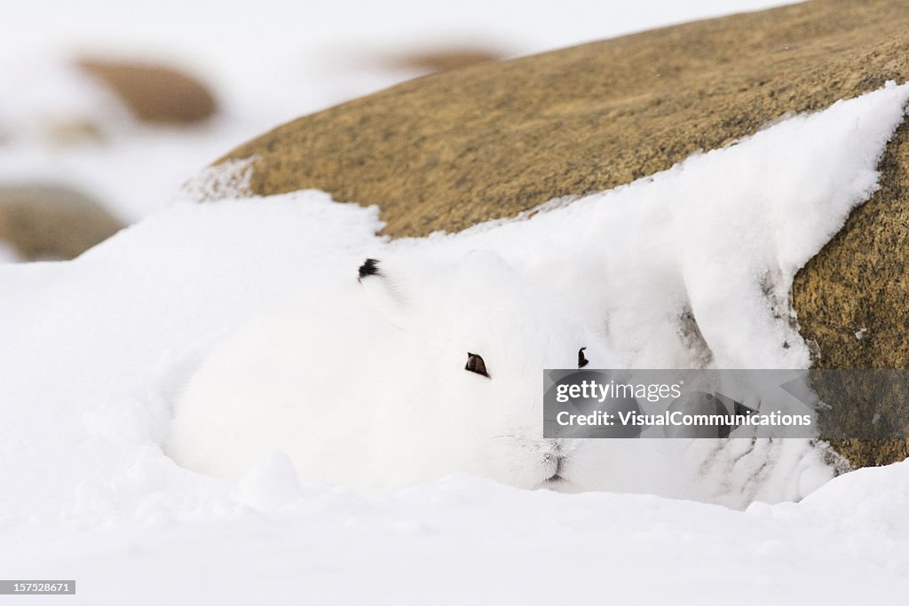 Arctic hare.