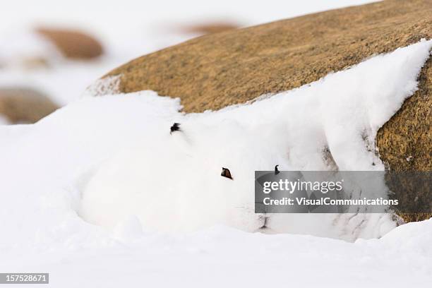 arctic hare. - arctic hare stock pictures, royalty-free photos & images