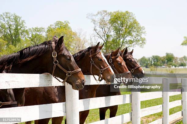 racehorses thoroughbred - caballo familia del caballo fotografías e imágenes de stock