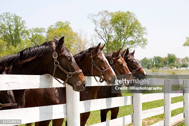 thoroughbred racehorses - paardachtigen stockfoto's en -beelden