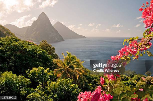 mountains by the ocean in st lucia with pink flowers - caraïbische zee stockfoto's en -beelden