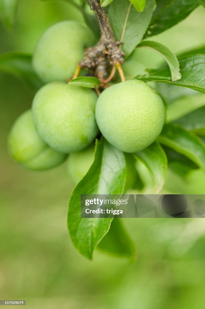 Greengage plums on the tree