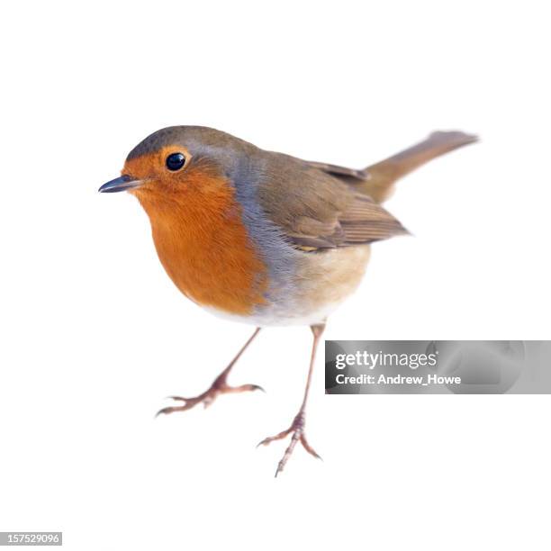 robin - birds isolated stock pictures, royalty-free photos & images