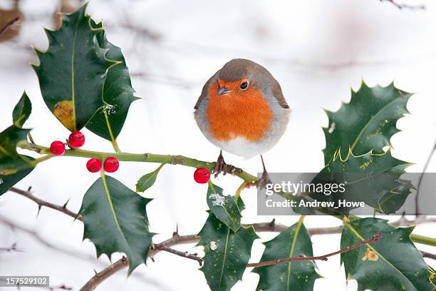 robin sur holly bush - rouge gorge photos et images de collection