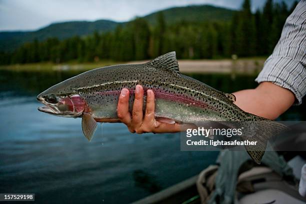a mans hand holding a freshly caught rainbow trout - rainbow trout stock pictures, royalty-free photos & images
