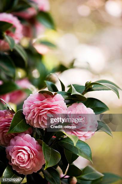 camellia - camellia stock pictures, royalty-free photos & images