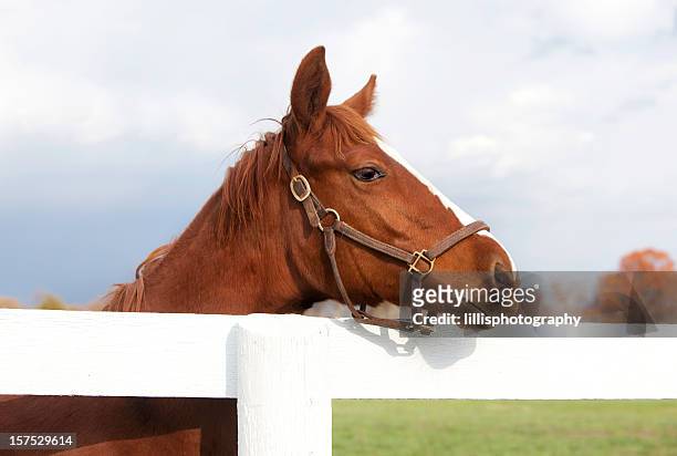 thoroughbred racehorse - kastanjebruin paardenkleur stockfoto's en -beelden