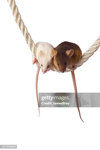 1,094 Mouse Tail Stock Photos, High-Res Pictures, and Images - Getty Images