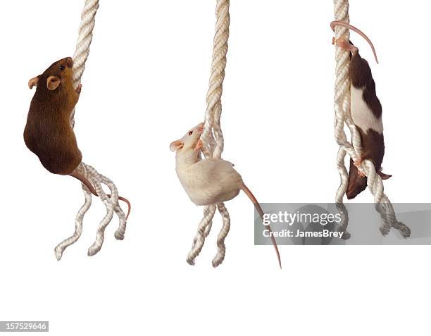 three mice at the ends of their ropes - knaagdier stockfoto's en -beelden