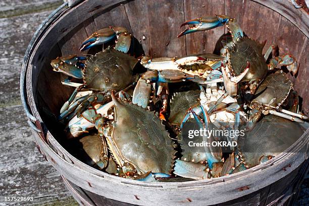 os caranguejos azuis em madeira balde de roupa suja - blue crab - fotografias e filmes do acervo