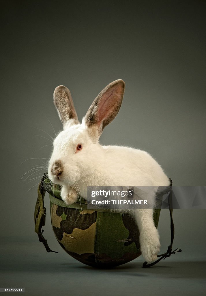 White Camo Rabbit White Rabbit Inside A Camouflage War Helmet High-Res Stock Photo ...