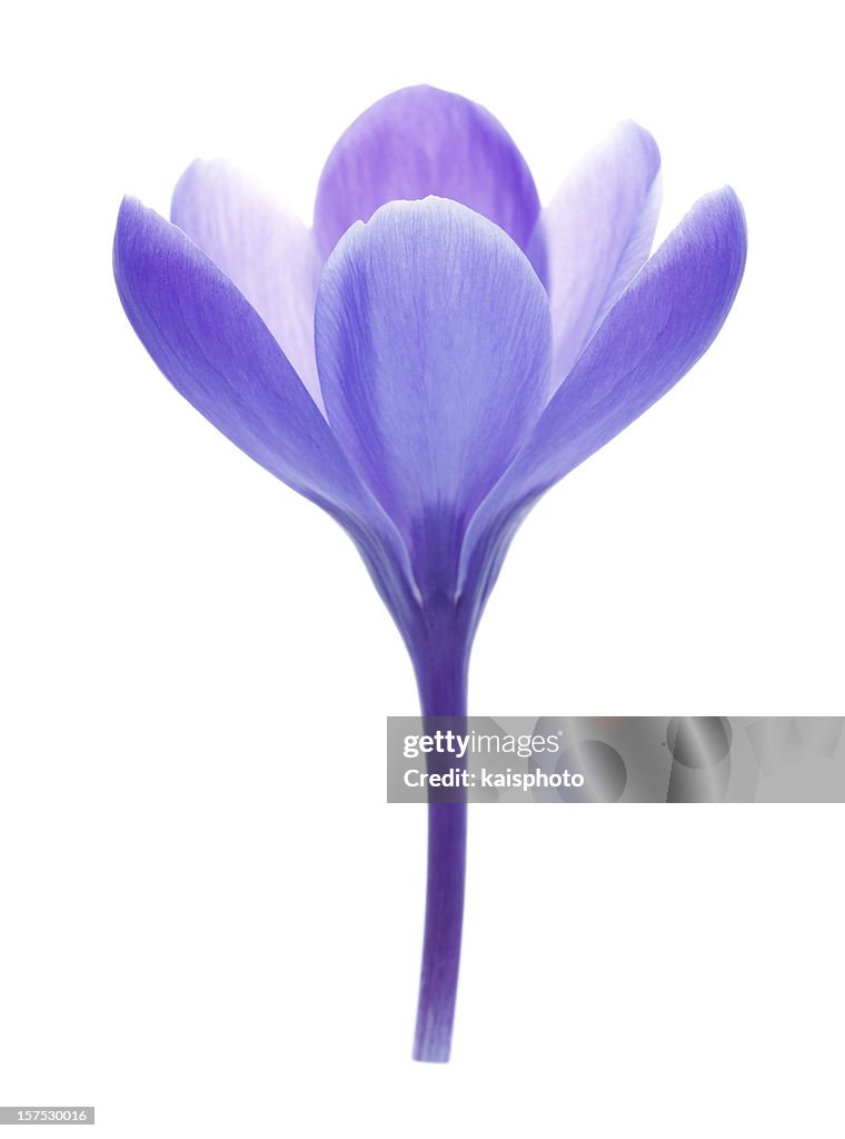 Isolated Crocus