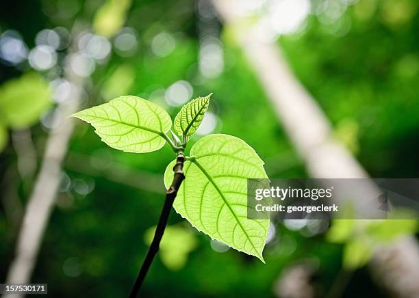 growing sapling - australian rainforest stock pictures, royalty-free photos & images