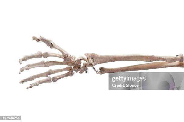 osso della mano - scheletro foto e immagini stock