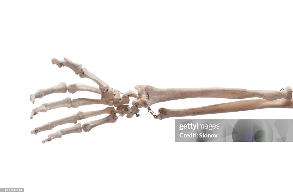 Hand bone