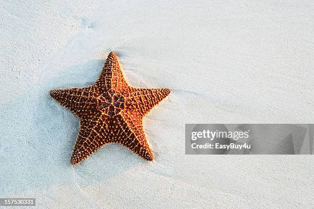 starfish at the beach - starfish stock pictures, royalty-free photos & images