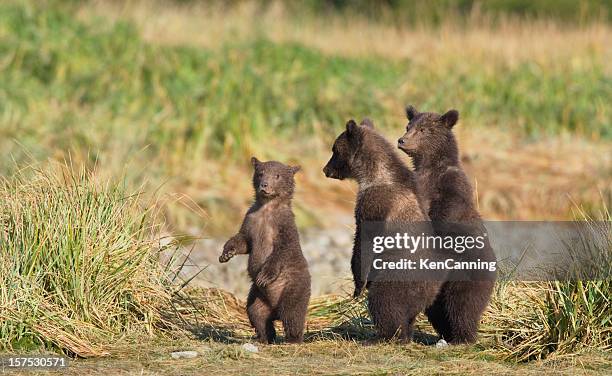 three bear cubs - drie dieren stockfoto's en -beelden