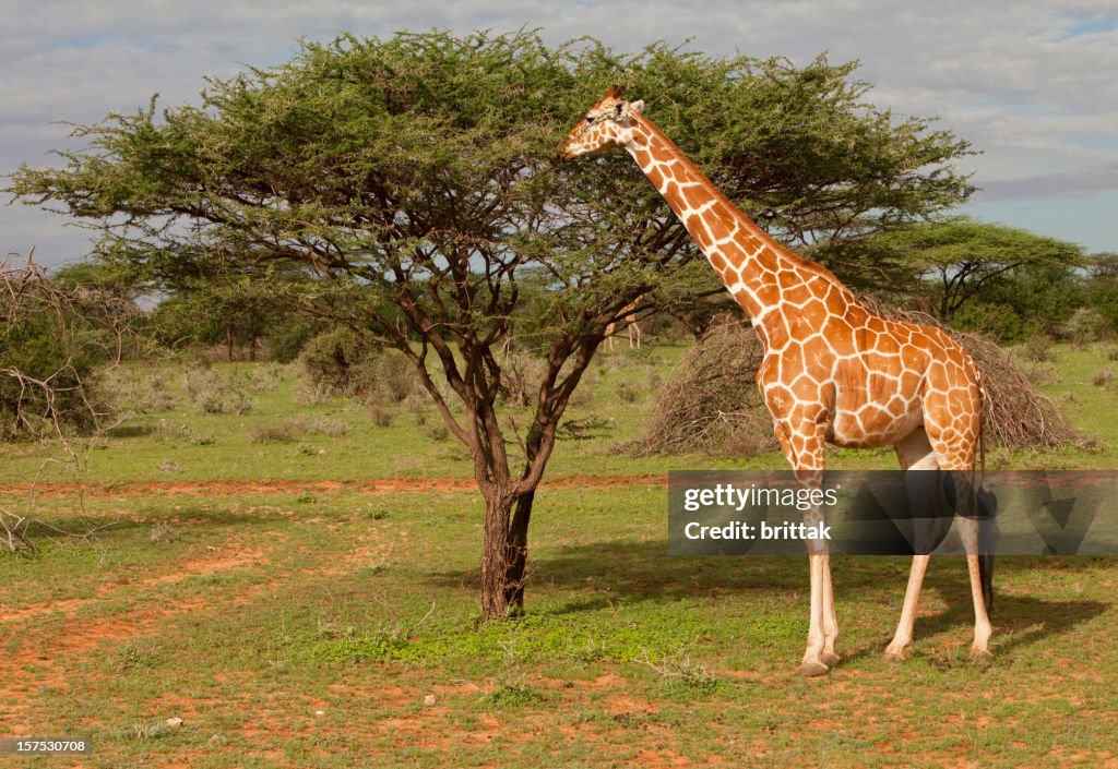 Girafa Reticulada Parque Nacional de Samburu Quênia, no leste da África