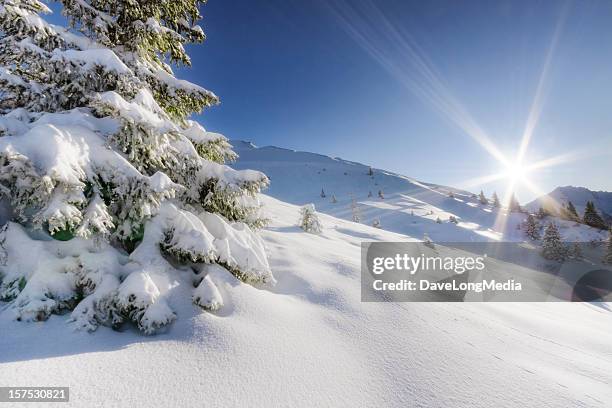 neve recente paradise - powder snow imagens e fotografias de stock