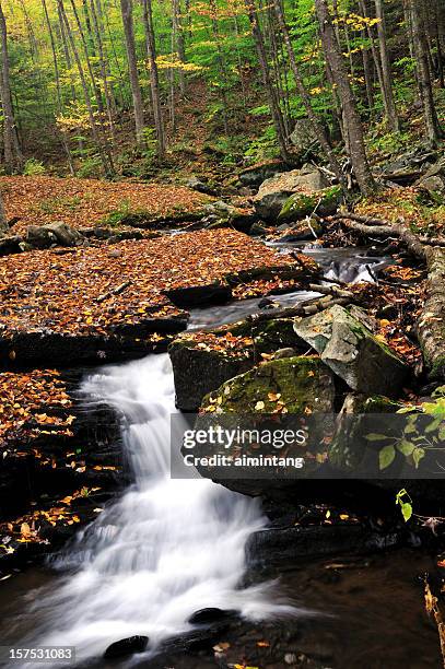 loyalsock forest - loyalsock state forest stock pictures, royalty-free photos & images