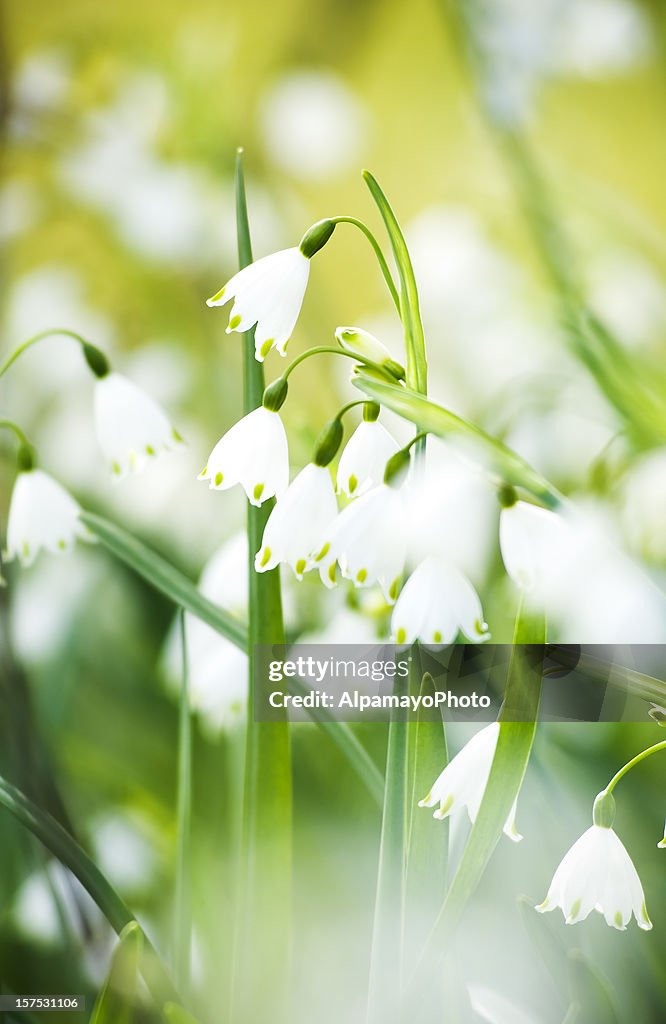 Sommer Schneeflocken-Blumen-VIII