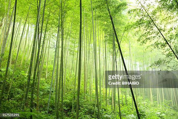 a densely planted bamboo forest - bambusnår bildbanksfoton och bilder