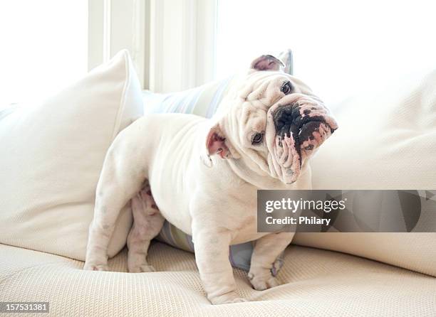 a cute english bulldog on a couch - head cocked stock pictures, royalty-free photos & images