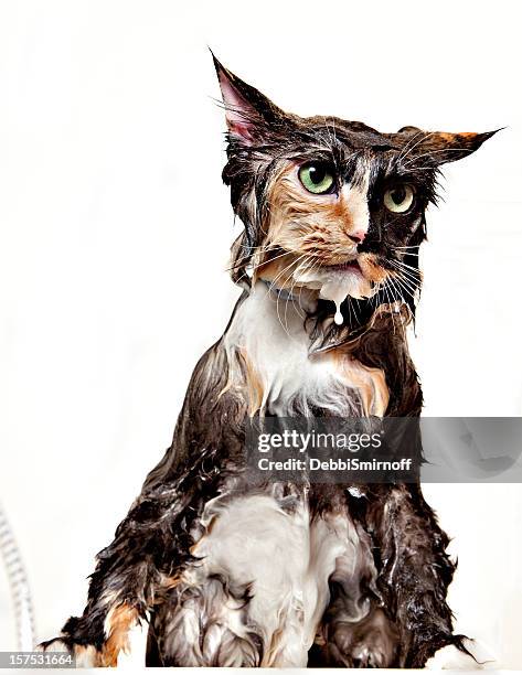 calico wet cat isolated - angry wet cat stock pictures, royalty-free photos & images