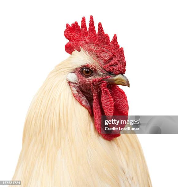 rooster portrait - cock stock pictures, royalty-free photos & images