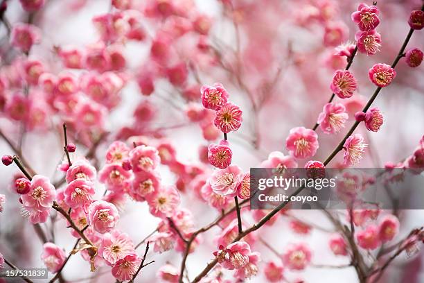 plum blossoms　 - prunus mume stockfoto's en -beelden